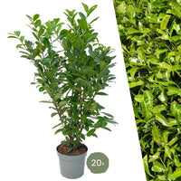 Verpakking — Laurierkers haagpakket - 10 meter haag | 125-150 cm