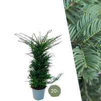 Verpakking — Taxus haagpakket - 10 meter haag | 100-125 cm
