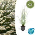 Pennisetum alopecuroides 'Hameln' (6 stuks)
