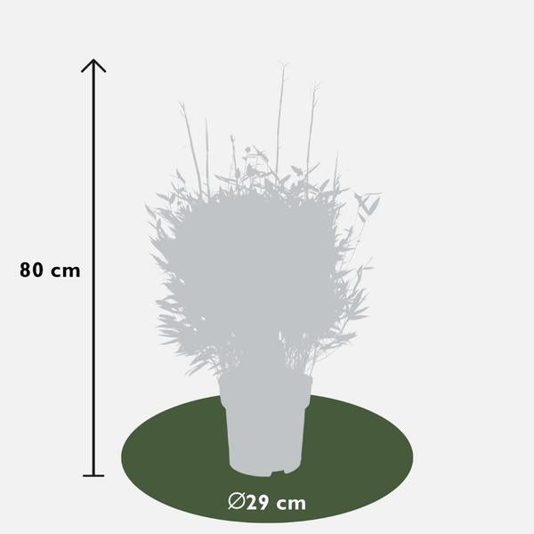 Fargesia murieliae 'Boobux XL' (1 stuk)