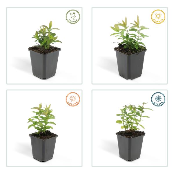 Hypericum calycinum (6 stuks)