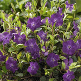 Vinca minor 'Atropurpurea' (6 stuks)