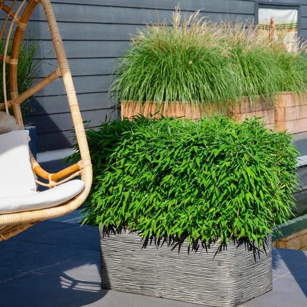 Fargesia murieliae 'Boobux XL' (1 stuk)