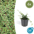 Cotoneaster procumbens 'Queen of Carpets' (6 stuks)