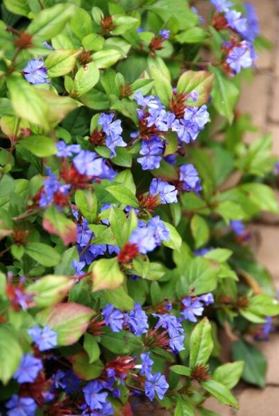 Ceratostigma plumbaginoides (6 stuks)
