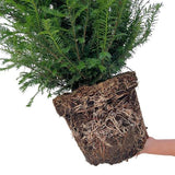 Taxus haagpakket - 10 meter haag | 100-125 cm