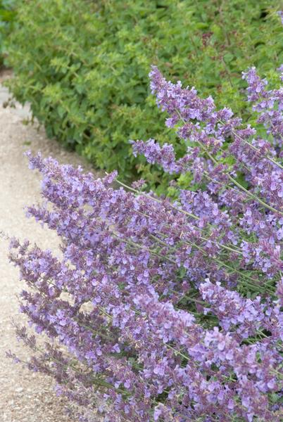 Nepeta 'Walker's Low' (6 stuks)