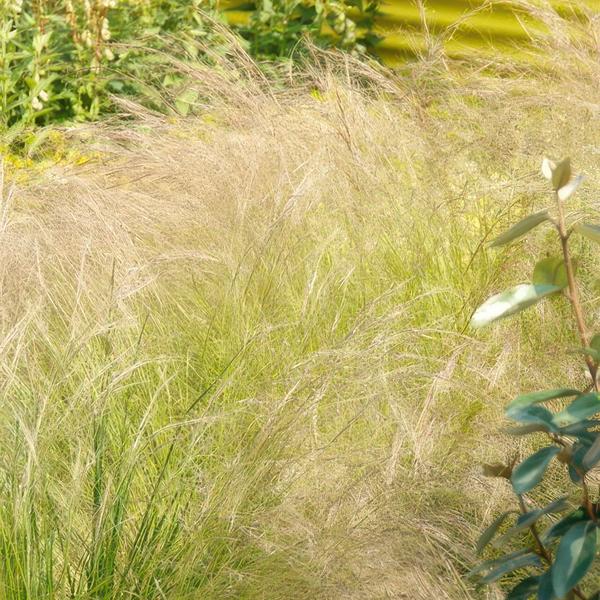 Stipa tenuissima 'Ponytails' (6 stuks)