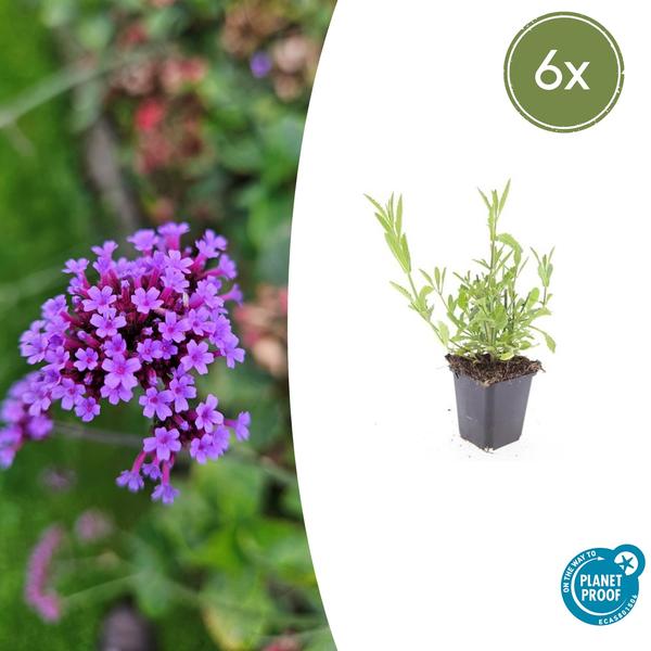 Verbena bonariensis (6 stuks)