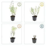 Nepeta 'Walker's Low' (6 stuks)