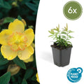 Hypericum calycinum (6 stuks)