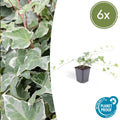 Hedera helix 'Glacier' (6 stuks)
