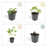 Geranium 'Rozanne' (6 stuks)