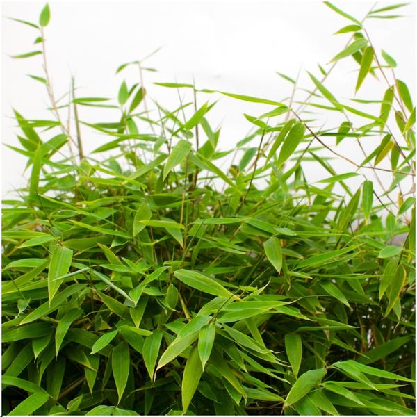 Fargesia murieliae 'Boobux XL' (1 stuk)