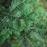Taxus haagpakket - 10 meter haag | 100-125 cm