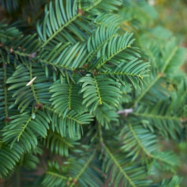 Taxus haagpakket - 10 meter haag | 100-125 cm