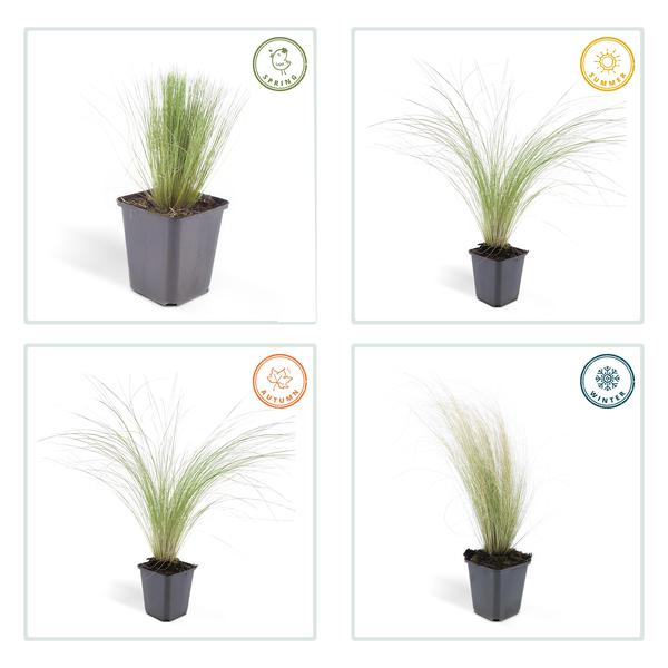 Stipa tenuissima 'Ponytails' (6 stuks)