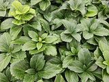 Pachysandra terminalis (6 stuks)
