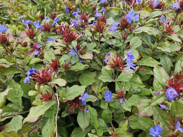 Ceratostigma plumbaginoides (6 stuks)