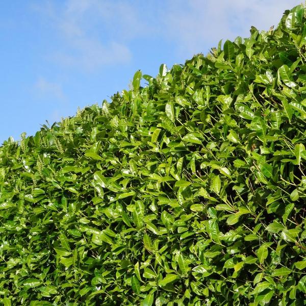 Laurierkers haagpakket - 10 meter haag | 125-150 cm