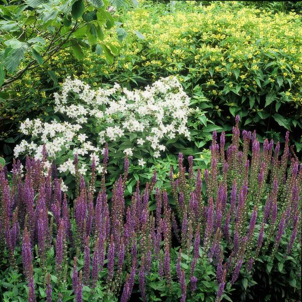 Salvia nemorosa 'Ostfriesland' (6 stuks)