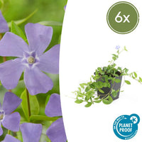 Verpakking — Vinca minor (6 stuks)