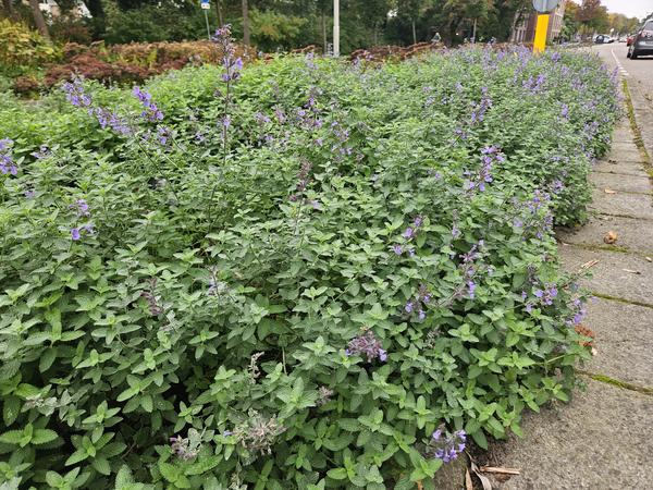 Nepeta 'Walker's Low' (6 stuks)