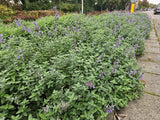 Nepeta 'Walker's Low' (6 stuks)