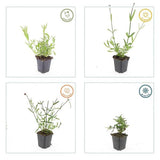 Verbena bonariensis (6 stuks)