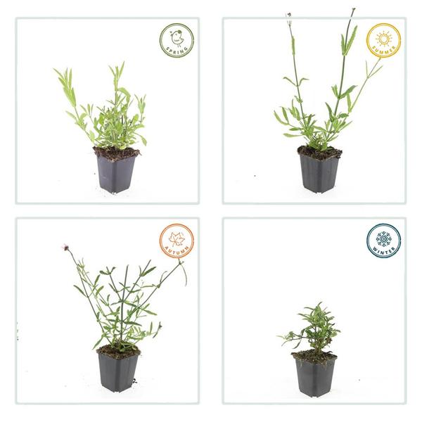 Verbena bonariensis (6 stuks)