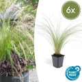 Stipa tenuissima 'Ponytails' (6 stuks)