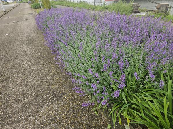 Nepeta 'Walker's Low' (6 stuks)