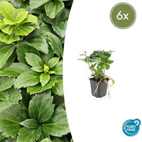 Verpakking — Pachysandra terminalis (6 stuks)