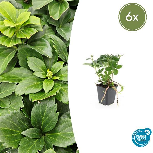 Pachysandra terminalis (6 stuks)