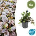 Ajuga reptans (6 stuks)