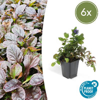 Verpakking — Ajuga reptans (6 stuks)