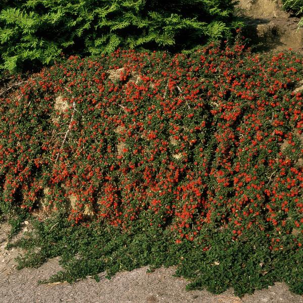 Cotoneaster procumbens 'Queen of Carpets' (6 stuks)