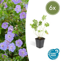 Verpakking — Geranium 'Rozanne' (6 stuks)