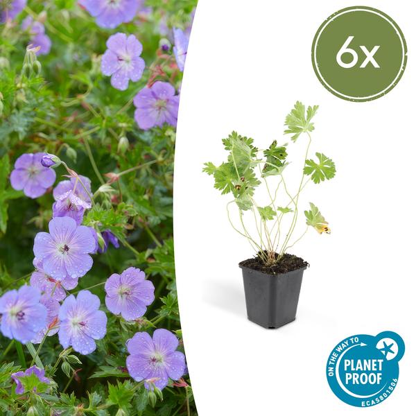 Geranium 'Rozanne' (6 stuks)