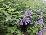 Nepeta 'Walker's Low' (6 stuks)