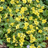Waldsteinia ternata (6 stuks)