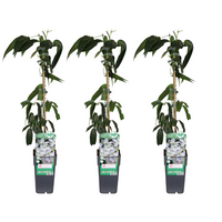 Verpakking — Clematis armandii (3 stuks)