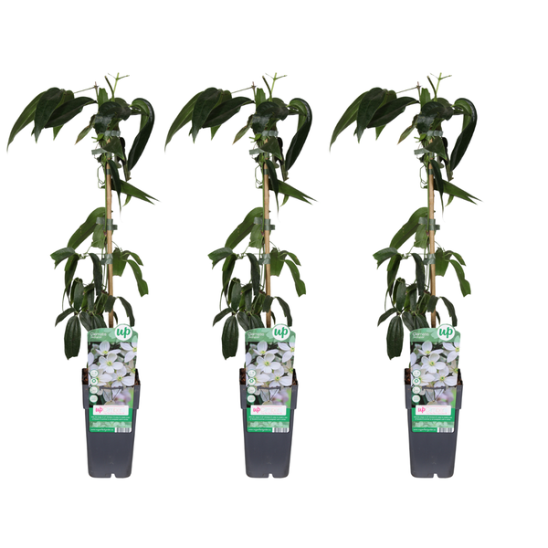 Clematis armandii (3 stuks)