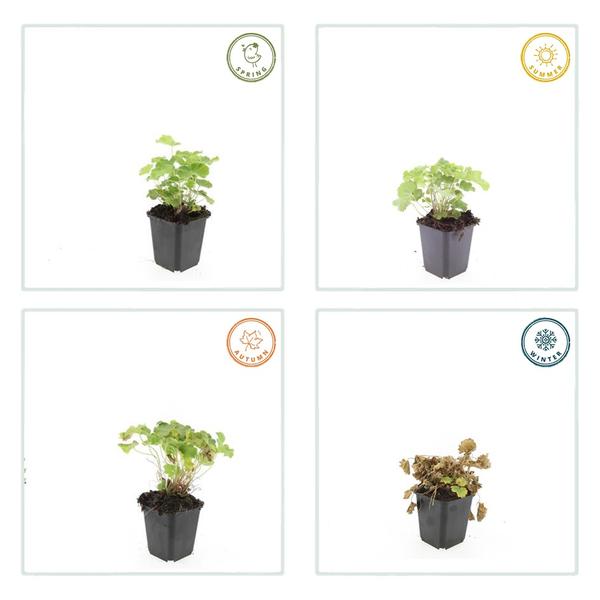 Alchemilla mollis (6 stuks)