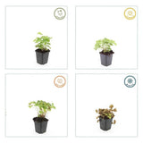 Alchemilla mollis (6 stuks)