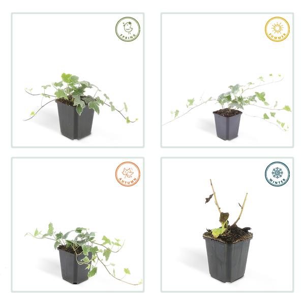 Hedera helix 'Glacier' (6 stuks)