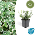 Euonymus fortunei 'Emerald 'n' Gaiety' (6 stuks)