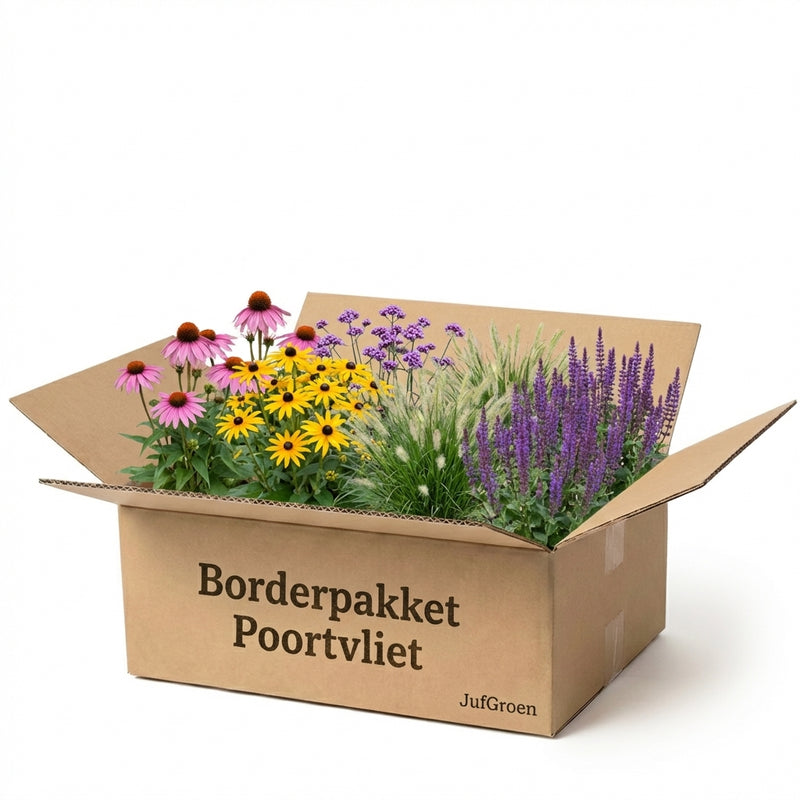 Borderpakket Rietveld