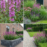 Borderpakket Kandinsky