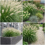 Borderpakket Rietveld